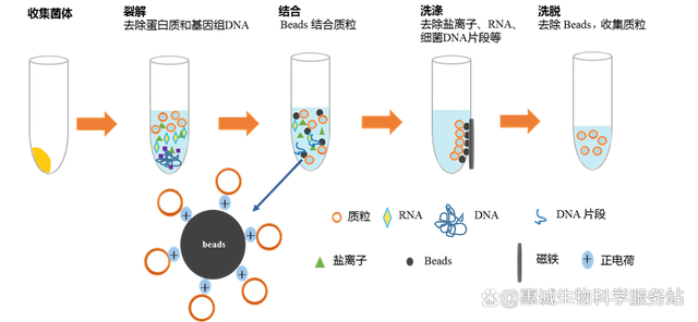 磁珠法24孔质粒DNA小量抽提试剂盒（可送样）播报文章